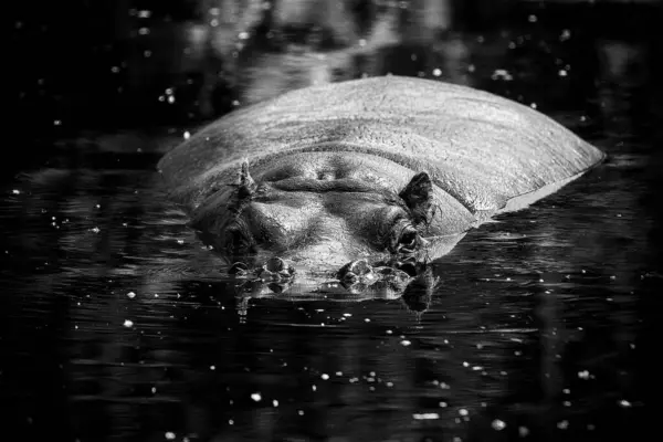 Grayscale Beautiful Big Hippo Looking Camera Water — Stock Photo, Image