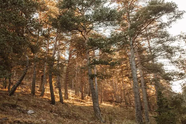 Une Vue Panoramique Grands Arbres Milieu Forêt Pendant Automne Par — Photo
