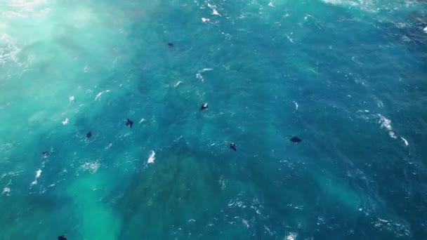 Μια Εναέρια Άποψη Των Ακτίνων Manta Κολύμπι Στη Θάλασσα — Αρχείο Βίντεο