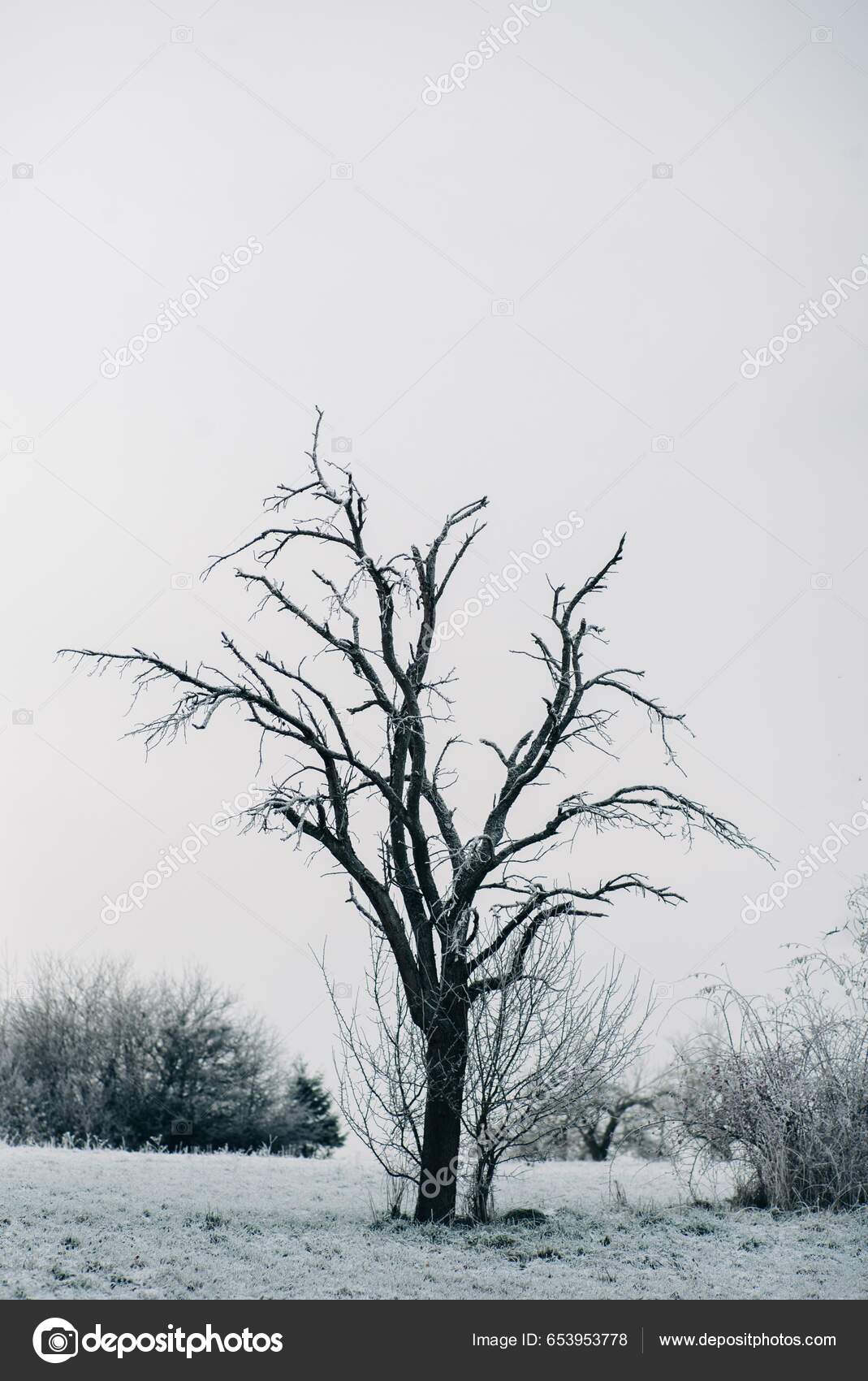 Lone Winter Tree