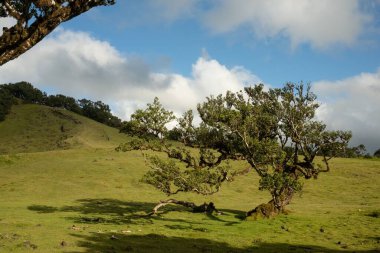 Arka planda bulutlu mavi gökyüzü olan yeşil bir çayırda güzel bir kıvırcık ağaç, Fanal Pond, Madeira Adası, Portekiz