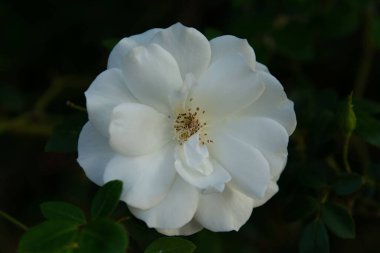 Beyaz bir gülün yakın plan çekimi.