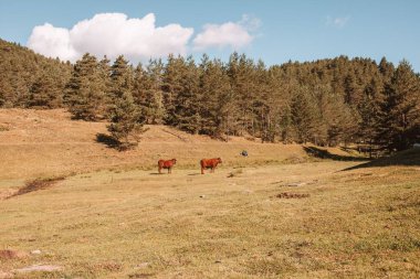 Güneşli bir günde, üzerinde iki kahverengi keçi olan yeşil bir çim tarlasının manzarası.