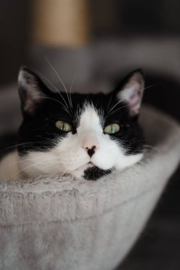 Yeşil gözlü güzel bir smokin kedinin dinlenirken dikey yakın çekimi.