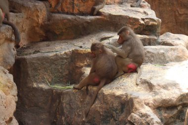 Kayaların üzerinde oturan iki sevimli babun.