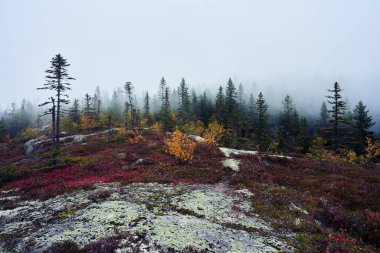 Sonbaharda Norveç 'in Totenaasen Tepeleri' nin Svartdalstjerna Ormanı