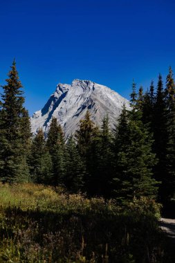 Arka planda mavi gökyüzü olan ormanın önündeki Rocky Dağları, Kanada