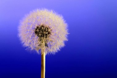 Mavi arka planda izole edilmiş beyaz bir karahindiba çiçeğinin yakın plan çekimi.