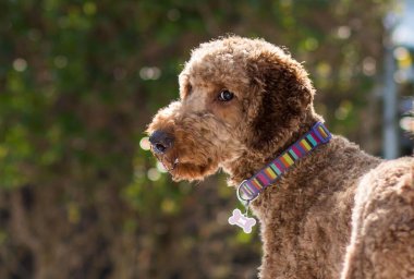 Labradoodle köpeğinin dışarıyı kolaçan ettiği yakın plan bir fotoğraf.