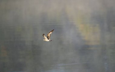 Suyun üzerinde uçan sıradan bir martı (Larus canus)