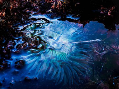 Neon mavisi ışıklandırmalı bir mercanın su altında yakın çekimi.