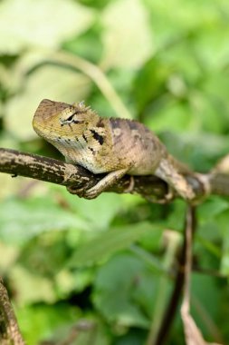 Doğulu bir bahçe kertenkelesinin dikey yakın çekimi (Calotes versicolor) bir ağacın dalına tünemiştir.
