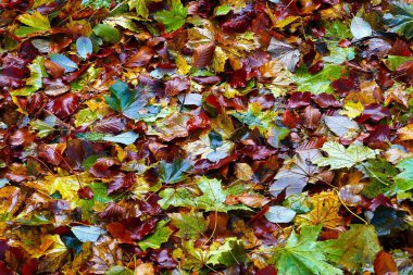 Gündüz vakti düşen ıslak renkli sonbahar yapraklarının yakın çekimi.