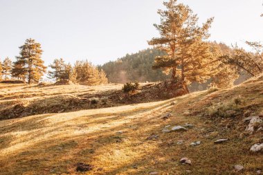 Güneşli bir günde üzerinde çam ağaçları olan yeşil bir çim tarlasıyla kaplı bir dağ sırasının manzaralı görüntüsü.