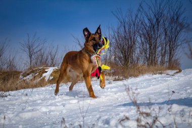 Karda oynayan Malinois köpeğinin yakın plan görüntüsü.