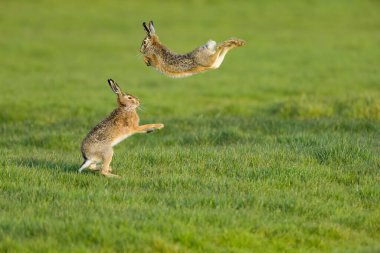 A scenic view of two hare rabbits found jumping around in an open field clipart