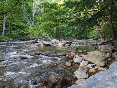Ormanda kayalık bir nehir