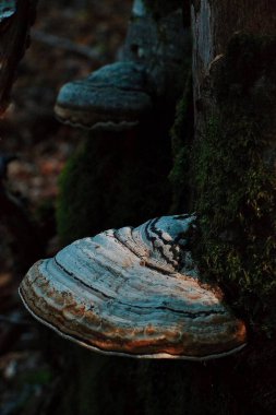 Ağaçta büyüyen Polypore mantarının dikey yakın çekimi.