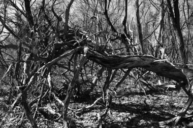 Ormandaki kırık bir ağacın tek renkli görüntüsü.