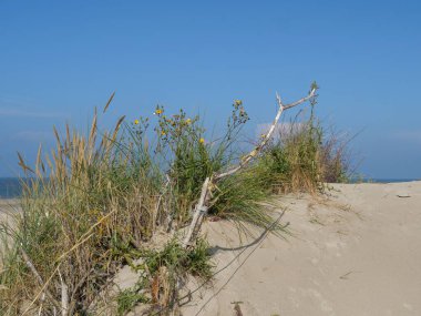 Almanya 'daki Spiekeroog adasında, temiz gökyüzünün altında bir kum tepesi üzerinde bir parça ot.