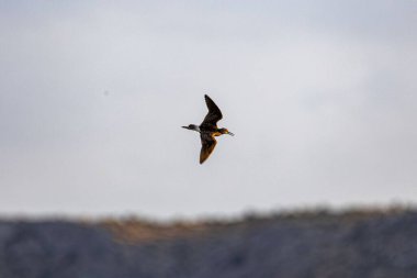 Akşam güneşi altında özgürce uçan bir kuşun manzaralı bir görüntüsü.