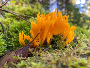 Ormandaki bitki zemininde sarı Calocera viscosa mantarına yakın çekim.