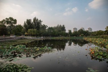 Çin 'deki Tianjin Su Parkı' ndaki nilüfer yapraklarıyla kaplı bir göletin manzarası.