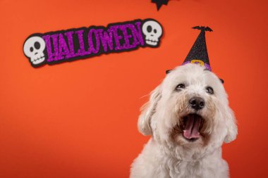 Bir Coton de Tulear köpeğinin, turuncu bir arka plan önünde Cadılar Bayramı için süslendiği yakın plan fotoğrafı.