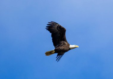 Uçuş sırasında kel bir kartal.