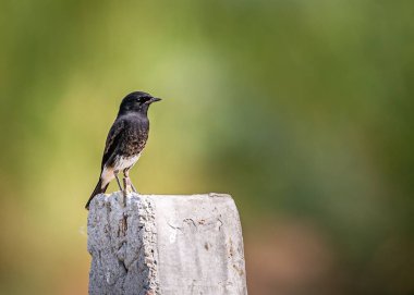 Taş bir yüzeyde, bulanık bir arkaplan üzerinde güzel bir Pied çalısı sohbet kuşu yakın plan