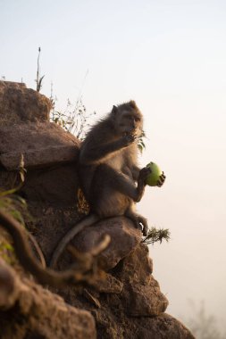 Bir kayanın üzerinde yemek yiyen genç bir maymunun yakın çekimi.