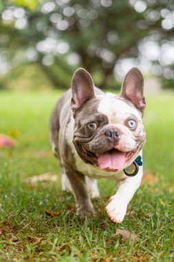 Bir Fransız Bulldog 'un gündüz vakti çimenlerle kaplı bir alanda dikey görüntüsü.
