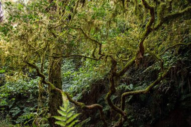 Güneş ışığının altında bir orman