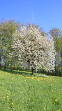 Beyaz çiçekli güzel bir bahar ağacı manzarası