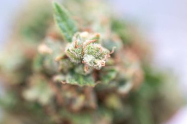 Donmuş marihuana bitkisinin makro görüntüsü - soğuk esrardan kaynaklanan hasar