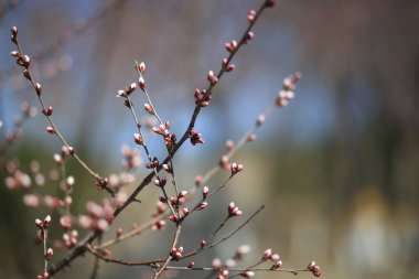İlkbaharda çiçek açan bir ağaç dalı.