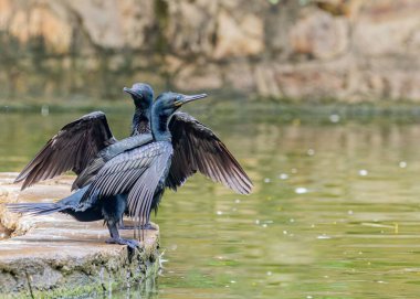 Hint karabataklarının (Phalacrocorax fuscicollis) gölün yakınında seçici bir odak noktası.