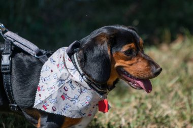 Sevimli bir bandanayla tasmalı sevimli bir Dachshund portresi