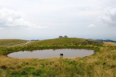 Lessinia, Veneto, İtalya 'nın Bölgesel Doğal Parkı' ndaki kırsal yeşil vadilerden su içen bir inek.