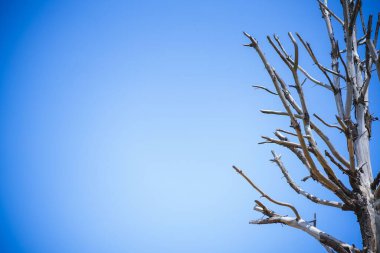 Mavi gökyüzüne karşı yapraksız, yaşlanan bir ağacın yakın çekimi.