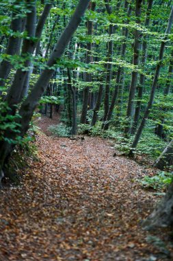 A beautiful landscape of a dense forest