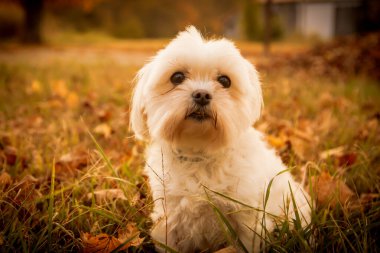 Tarlada sevimli bir Maltese köpeğinin yakın çekimi.