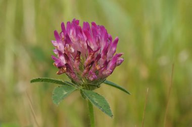 Bulanık arkaplanda çiçek açan pembe trifolium pratense yakın plan.