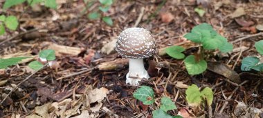 Amanita Pantherina 'ya yakın plan, yeşil yapraklarla çevrili sahte bir kızartıcı..