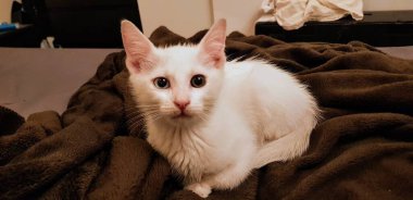 Garip gözlü beyaz khao manee kedi yavrusu heterokromi.