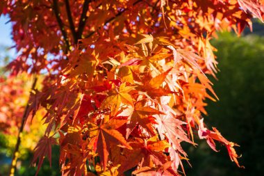 Acer Palmatum 'un güzel bir manzarası