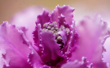 Vahşi doğada büyüyen güzel bir mor çiçeğin yakın çekimi.