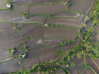 Bali Endonezya 'daki pirinç tarlalarında tepeden tırnağa bir manzara