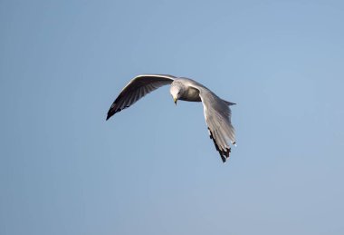 Mavi gökyüzünde uçan sıradan bir martı (Larus canus)