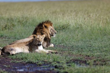 Kenya 'daki Masai Mara' da çamurlu çimlerde dinlenen dişi aslan ve erkek aslan.